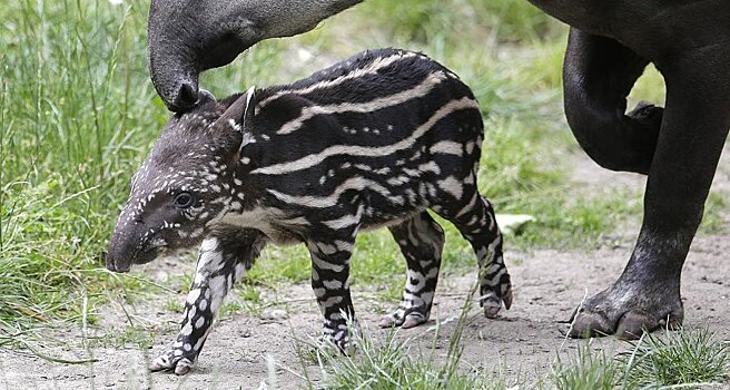 Первый за 100 лет тапир родился в дикой природе Бразилии