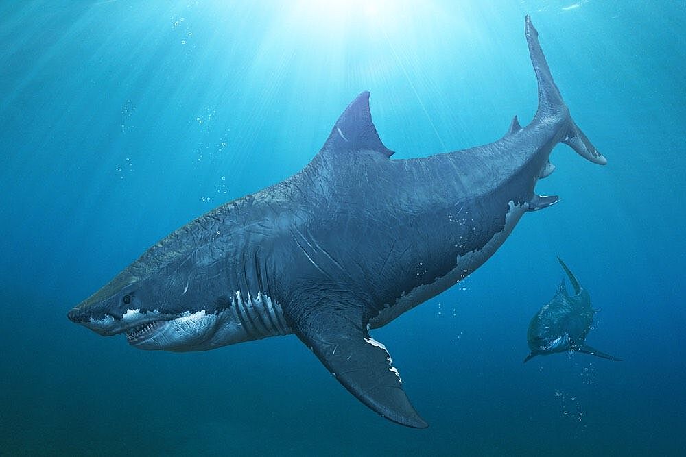 Почему самая большая в мире акула мегалодон вымерла