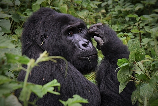 Исчезающие вожаки: горные гориллы у подножия вулканов
