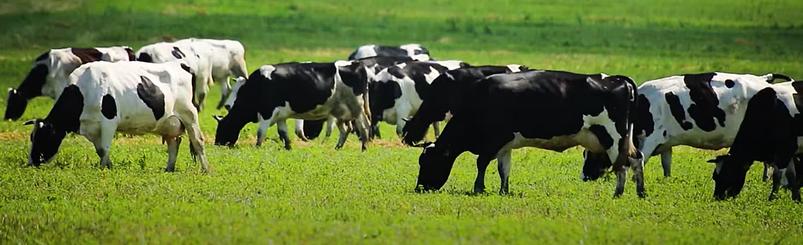 Суд в Прикамье согласился взыскать 110 млн рублей с Юговского молкомбината по иску ФНС