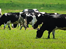 Суд в Прикамье согласился взыскать 110 млн рублей с Юговского молкомбината по иску ФНС