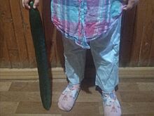 Костромичка вырастила огурец размером с младенца