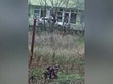 Названа предварительная причина стрельбы в Крымске