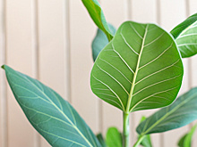 В российской столице проводится экомониторинг воздуха