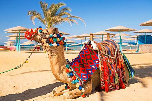 В АТОР назвали цены на зимний отдых в Египте