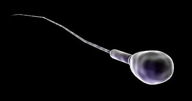 В сперматозоидах отсутствует здоровая митохондриальная ДНК