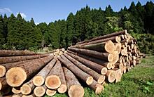 В 2022 году Россия увеличила экспорт лесопродукции в страны MENA почти на 18%