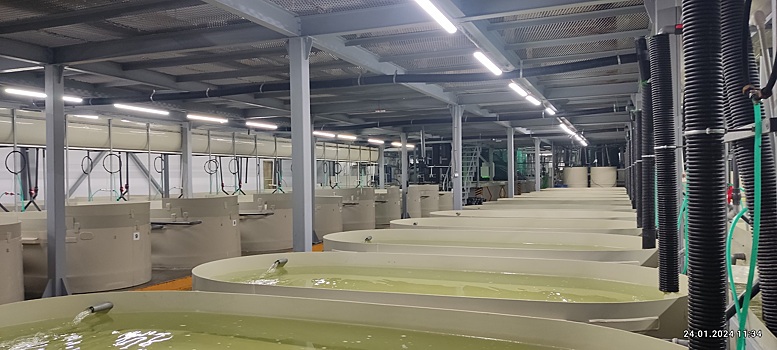 Рыбоводы Челябинской области будут импортировать икру форели из-за рубежа