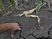 Эксперт оценил ситуацию с засухой