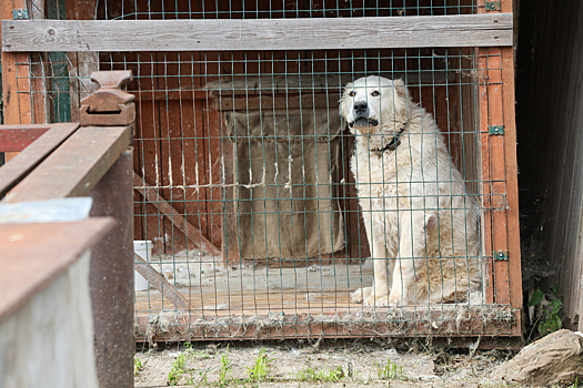 Алабай дважды испытал на себе правило "не наступать на одни и те же грабли"