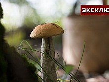 Миколог рассказал, где в Московской области охотиться за лисичками
