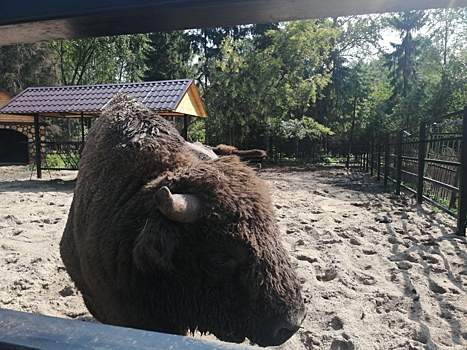 Большереченский зоопарк к юбилею открыл новый вольер