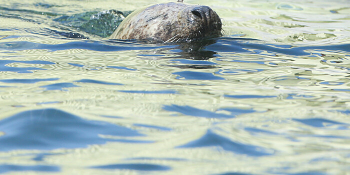 В Намибии на берег выбросились свыше пяти тысяч детенышей тюленя