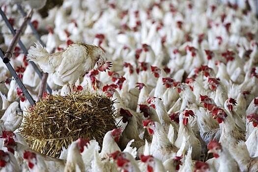 В России захотели ограничить провоз американской курятины в Казахстан