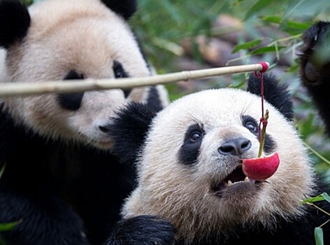 Выход в люди: во французском зоопарке впервые показали детеныша панды