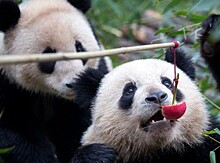 Детеныш панды, опекуном которого назначена Бриджит Макрон, впервые появился на публике