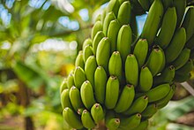 Почему все бананы в мире являются клонами