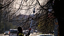 В центре Калининграда с деревьев начали убирать кусты омелы
