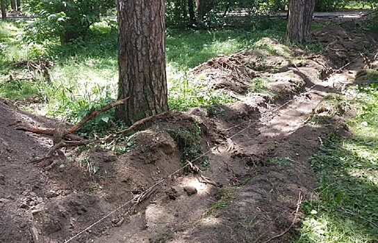 В Зелёной роще Екатеринбурга, вопреки обещаниям, порубили корни деревьев