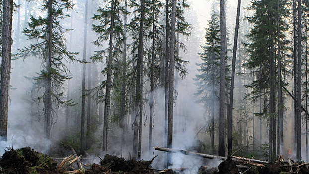 Скорость распространения пожаров в Сибири и на Дальнем Востоке уменьшилась в пять раз