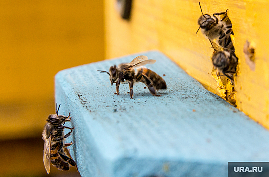 В уральские регионы из Узбекистана привезли 40 миллионов пчел