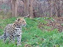 Специалисты рассказали, как проходит реабилитация спасенного котенка леопарда в Приморье