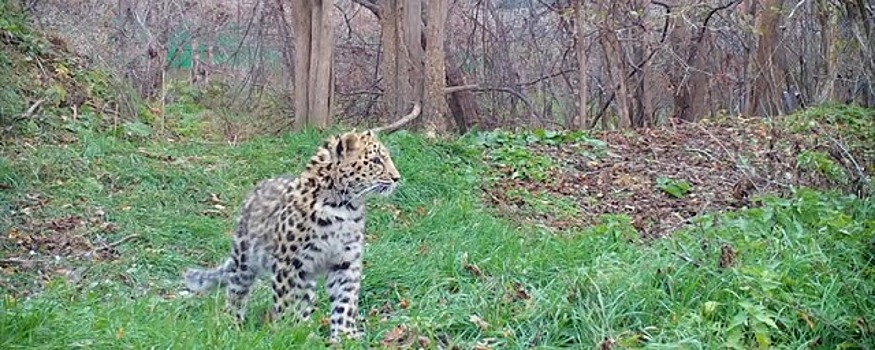 Специалисты рассказали, как проходит реабилитация спасенного котенка леопарда в Приморье