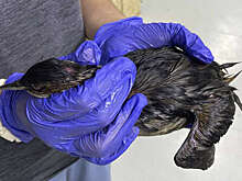 В Черном море появились птицы, пострадавшие при разливе нефтепродуктов