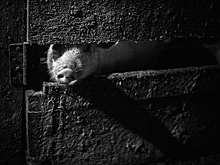 Американка с почкой свиньи прожила дольше всех подобных людей