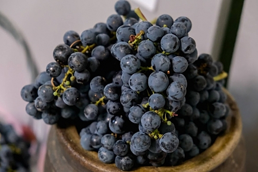 Ученые выяснили, что порошок из винограда защищает кожу от ультрафиолета