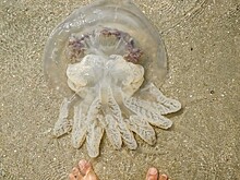 Азовское море превратилось в кисель из-за медуз