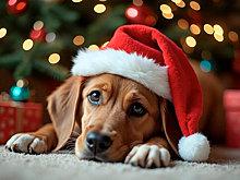 Как не дать салюту напугать питомца: советы кинолога