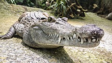 Каякер чудом спасся от крупного крокодила