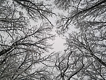 Житель Томской области ответит в суде за контрабанду леса на 10 миллионов