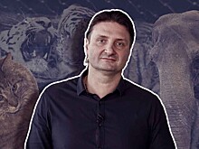 «Преданными могут быть не только собаки»: дрессировщик Эдгард Запашный рассказал о глубокой привязанности тигров к его отцу Вальтеру