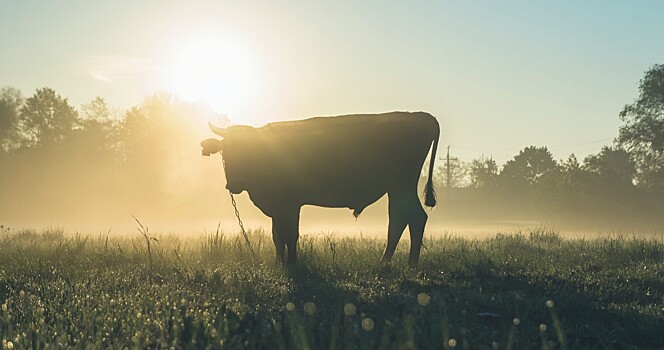 Американские генетики создали быка-производителя с измененными генами