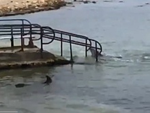 В Севастополе в Черное море выбросили четырех дельфинов