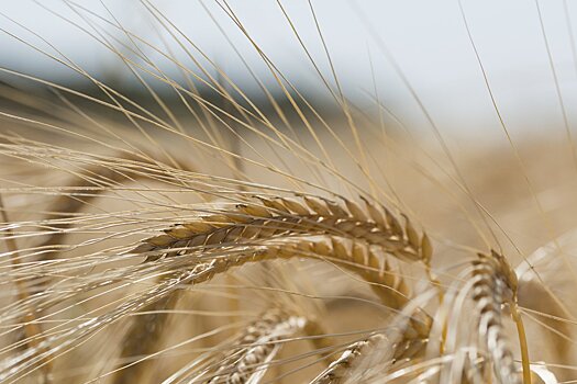 Минсельхоз спрогнозировал снижение цен на зерно внутри России