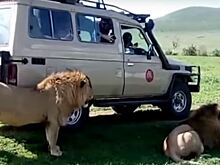 Безрассудный турист чуть не стал жертвой льва в Южной Африке