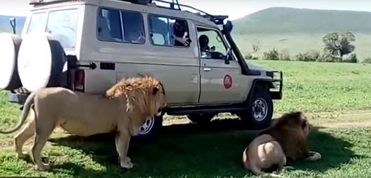 Безрассудный турист чуть не стал жертвой льва в Южной Африке