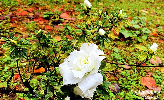 Дендропарк в Сочи утопает в ядовитых цветущих рододендронах