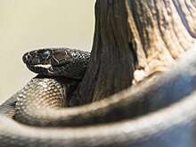 В ЮАР в стене туалета нашли огромную ядовитую змею, которая там застряла