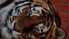 «До 30 килограммов»: Московский зоопарк рассказал необычные факты о тиграх