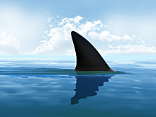 Ученые поймали гигантскую акулу-людоеда