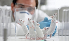 Определять рак у человека с помощью крыс научились ученые в Ростове