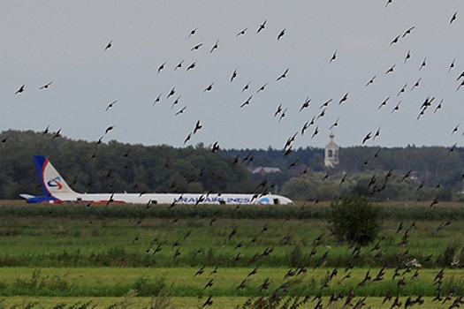 Власти озаботились птицами после посадки A321 в поле