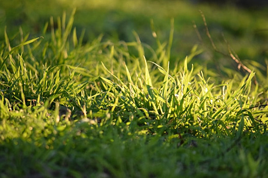 В Тольятти покос травы стартовал раньше обычного