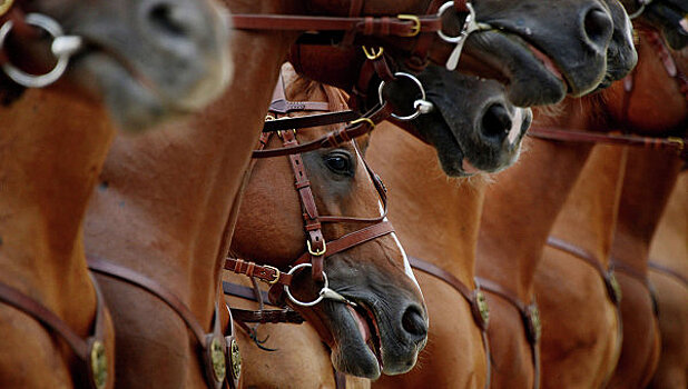 В Испании предлагают йогу верхом на лошадях