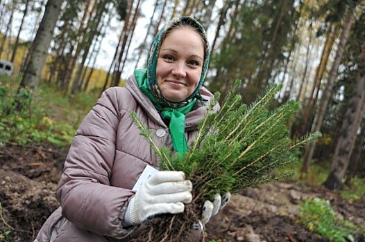 45 тысяч саженцев деревьев будет посажено в Ярославской области в рамках акции «Живи, лес»