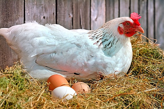 Фермерские курица и яйца могут пропасть из продажи